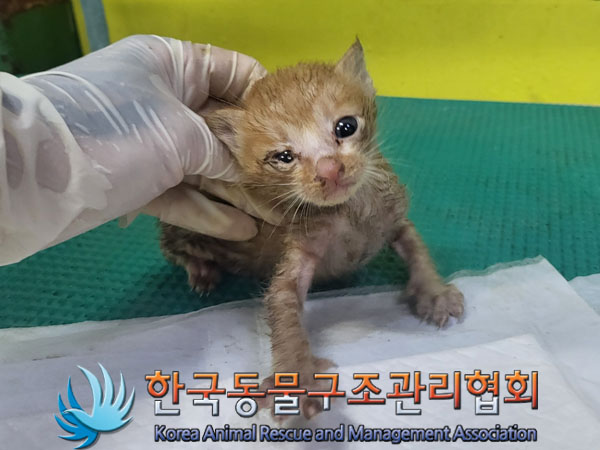 한국동물구조관리협회_411312202300561